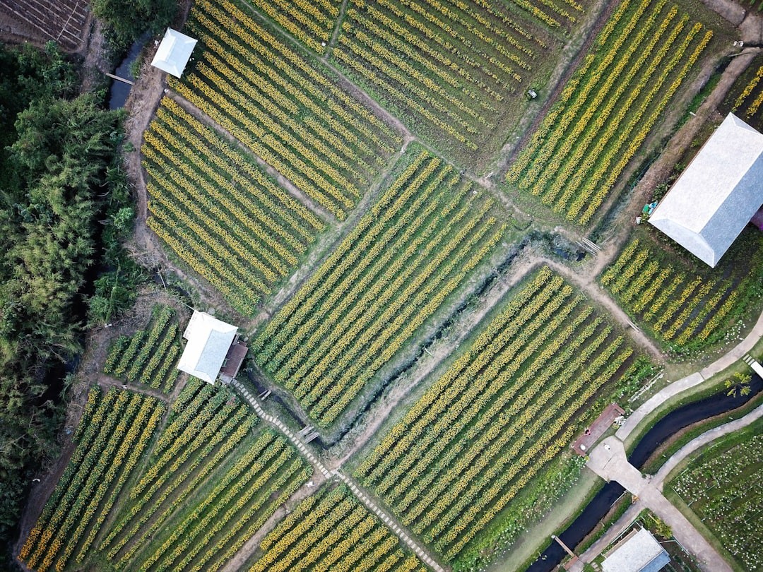 aerial photography of green field and houses at daytime